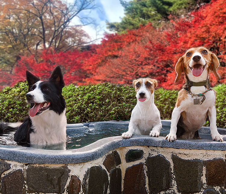 3つのドッグランを持つ愛犬・愛猫の宿 きぬ川国際ホテル